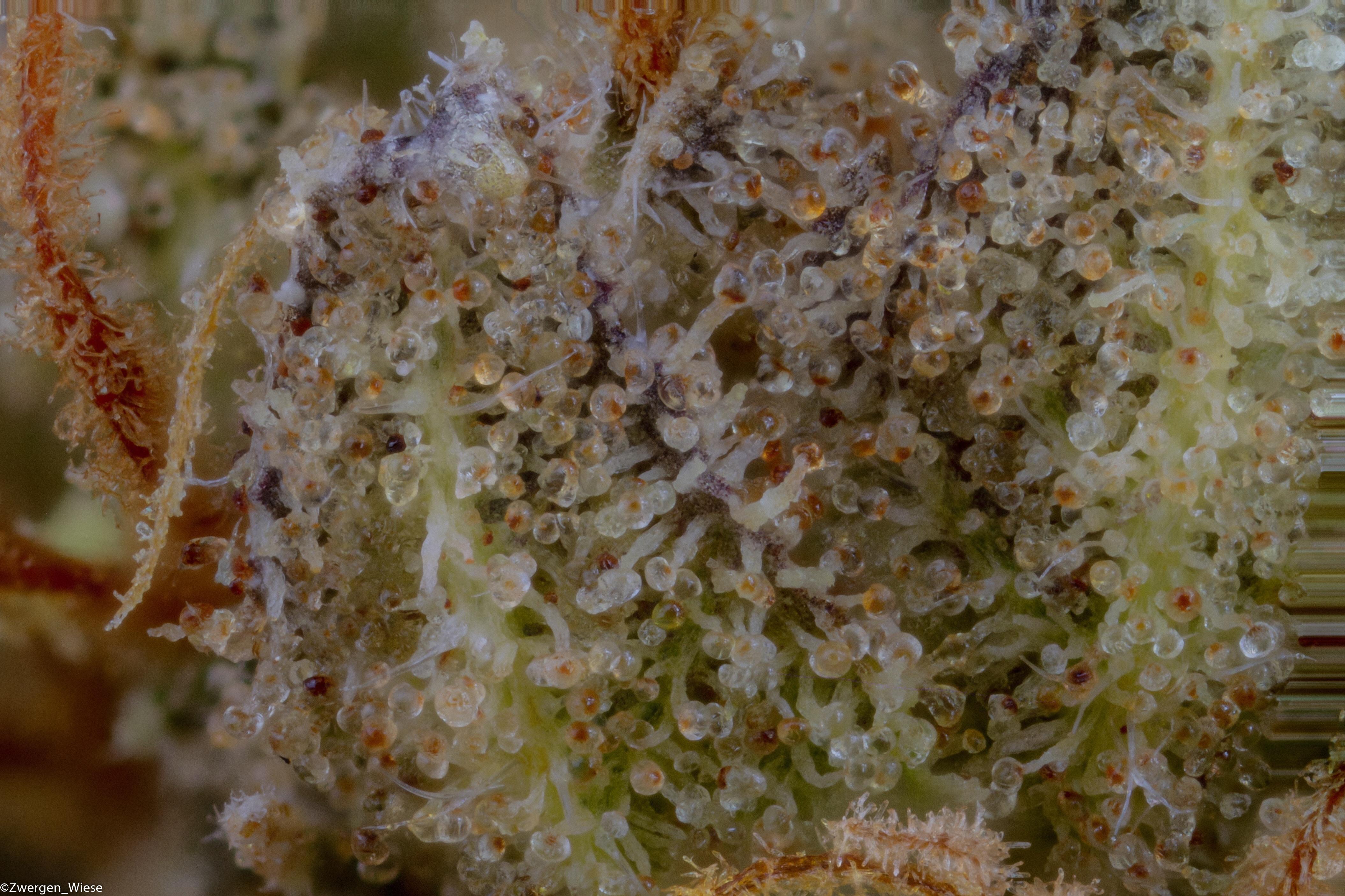 Marijuana Harvest and Curing – Milky Trichomes VS Amber Trichome